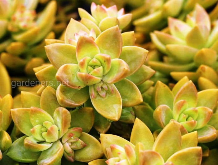 Седум адольфа sedum adolphii