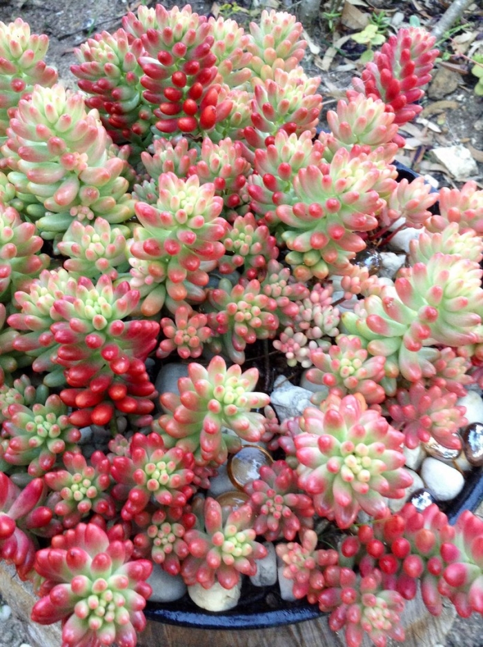 Седум моргана магнум