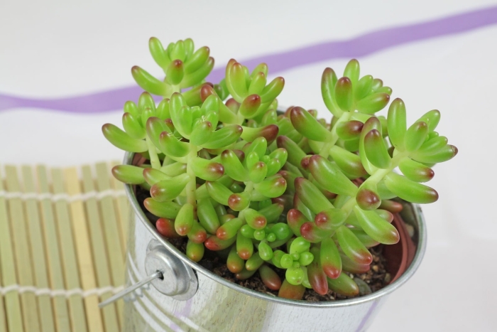 Седум (очиток) рубротинктум