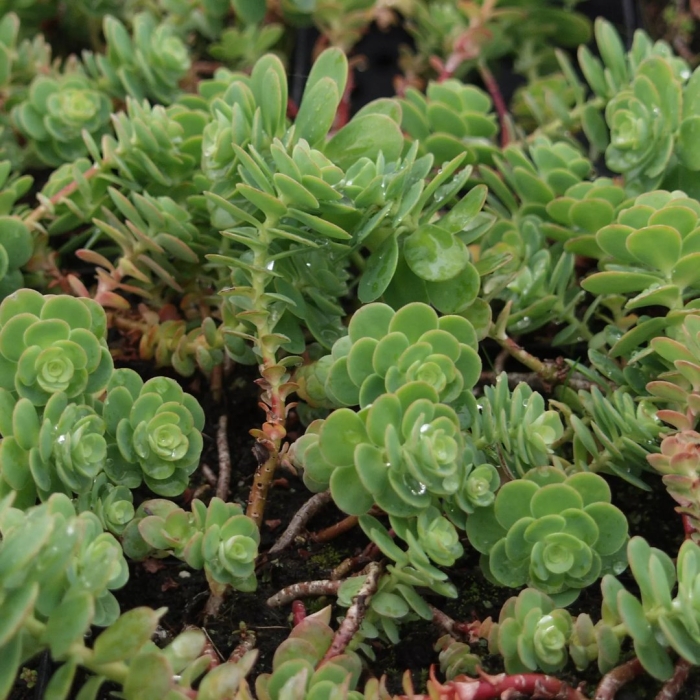 Очиток анакампсерос