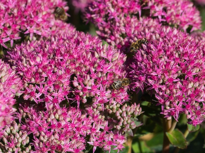 Очиток видный (sedum spectabile &#96;hot stuff&#96;)