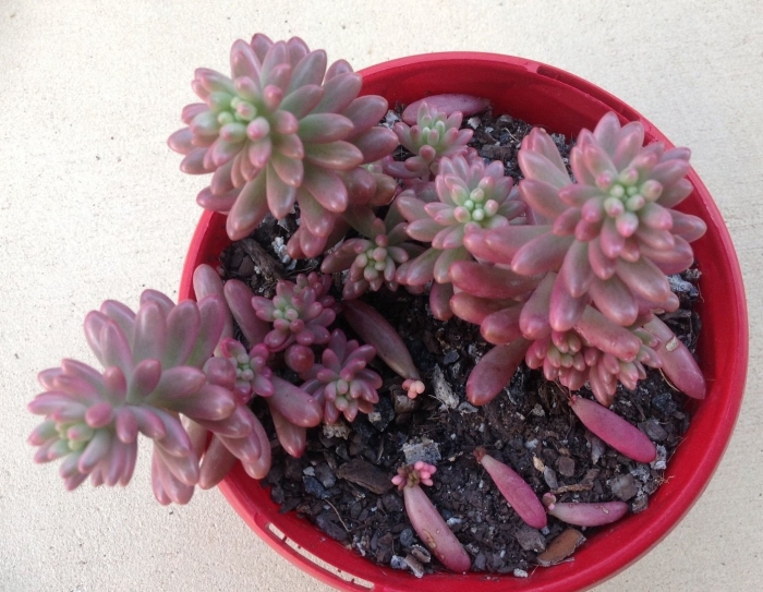 Суккулент седум аврора