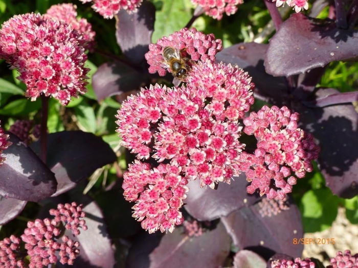 Очиток матрона пурпурный