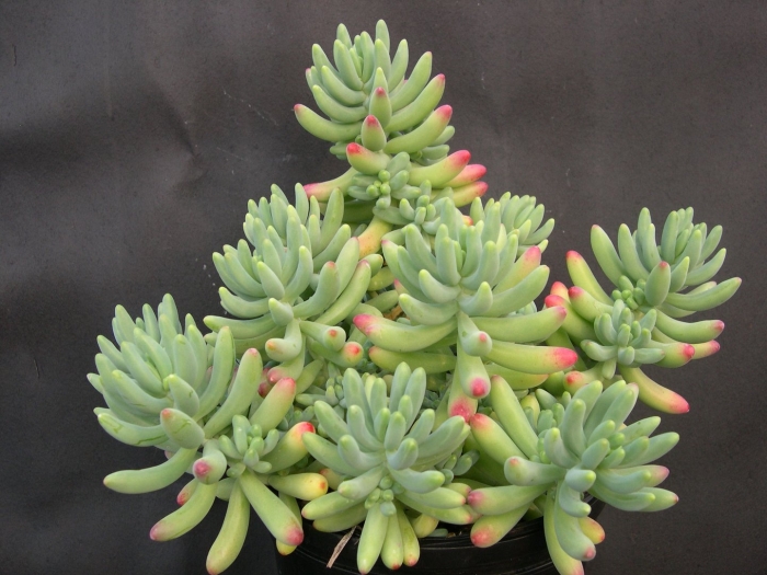 Sedum pachyphyllum