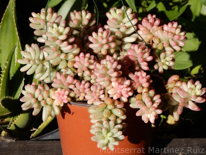 Седум рубротинктум аврора