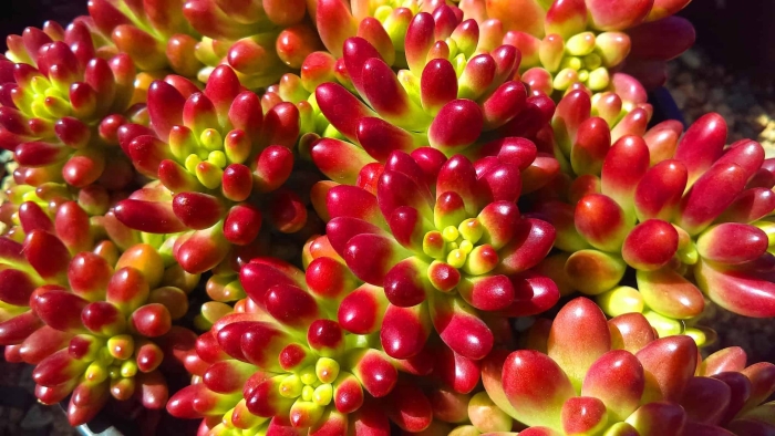 Суккулент джелли бин