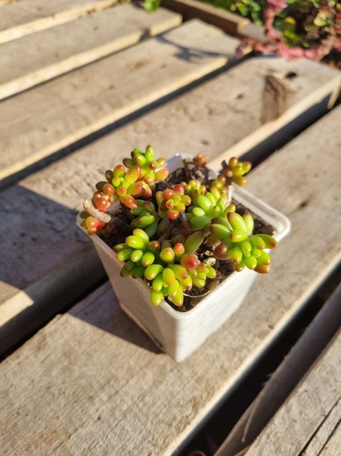 Sedum rubrotinctum