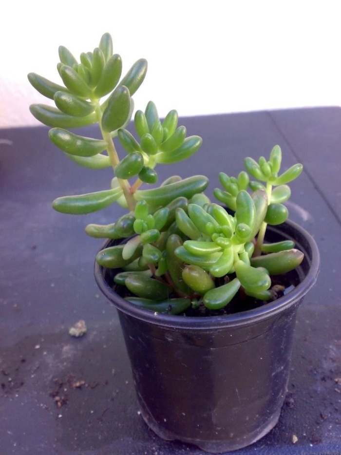 Суккулент седум рубротинктум