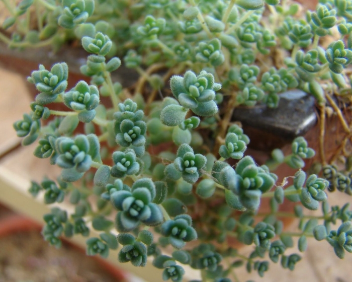 Sedum dasyphyllum major