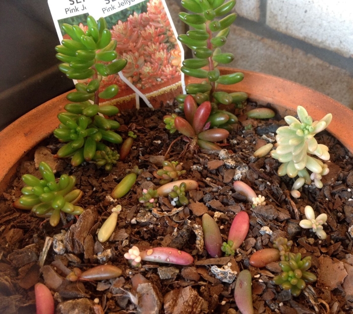 Очиток седум