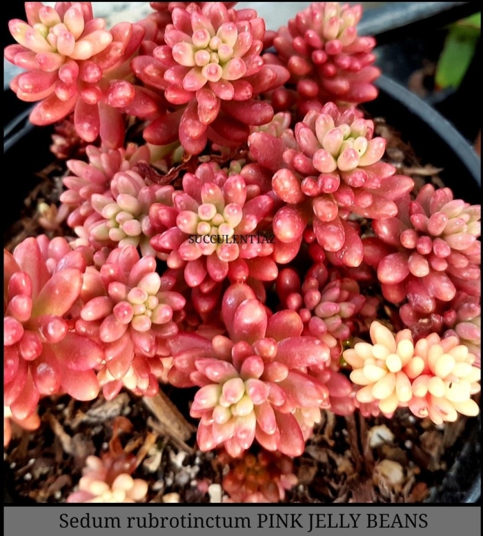 Очиток рубротинктум