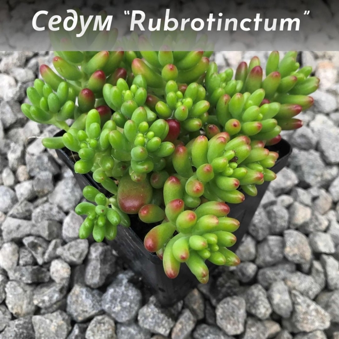 Суккулент седум рубротинктум