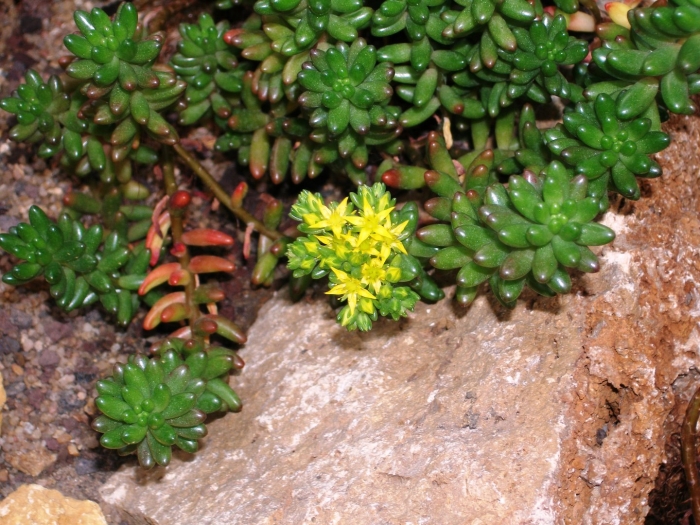 Sedum rubrotinctum