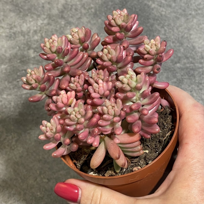 Седум рубротинктум аврора