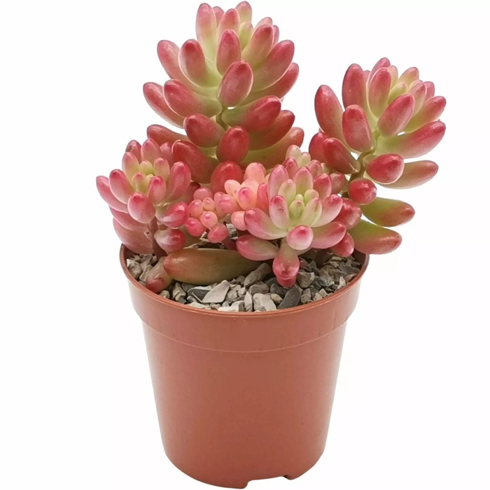 Суккулент седум рубротинктум