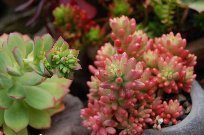 Крассула седум моргана