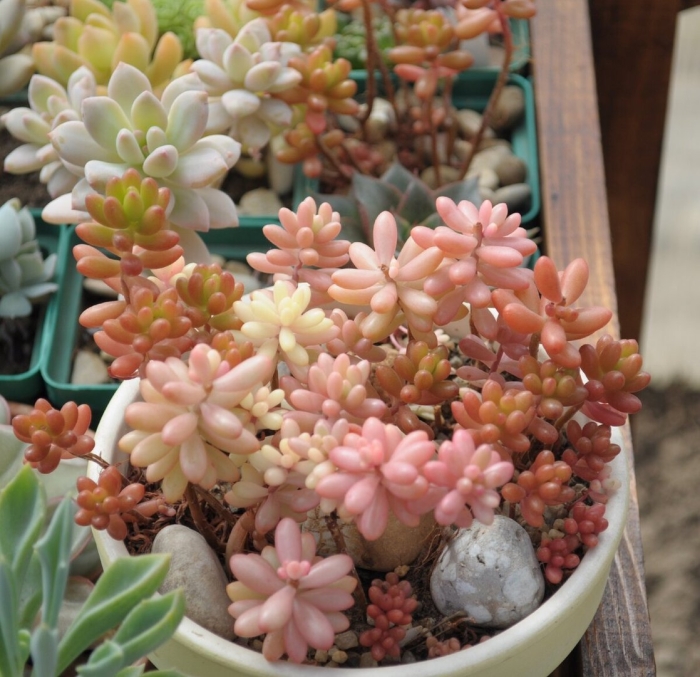 Седум рубротинктум аврора