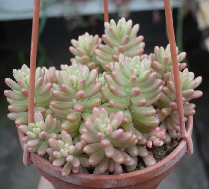 Седум рубротинктум аврора