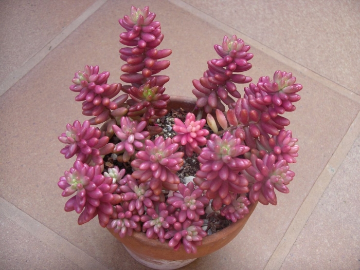 Седум рубротинктум аврора