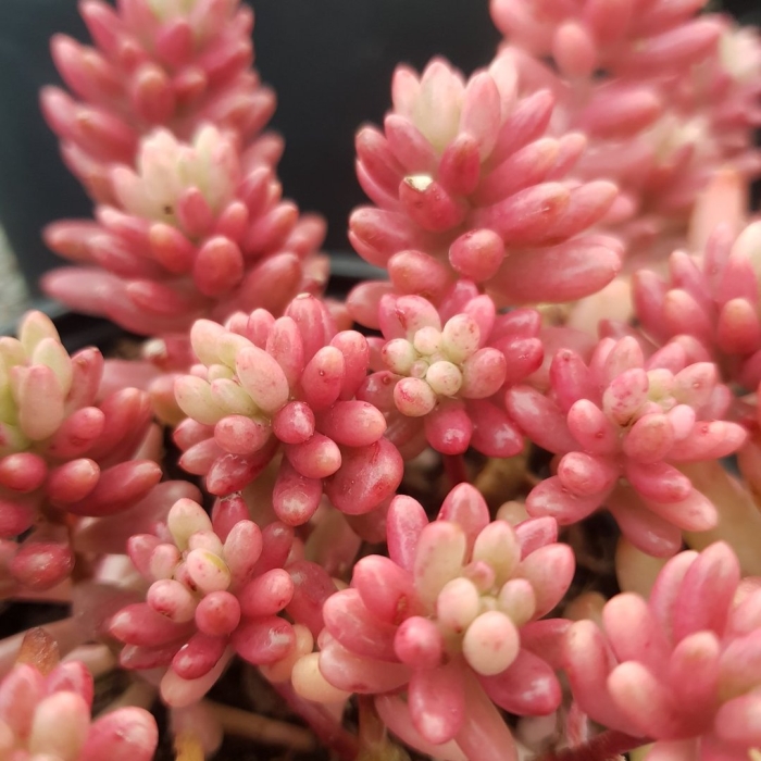 Седум (очиток) рубротинктум