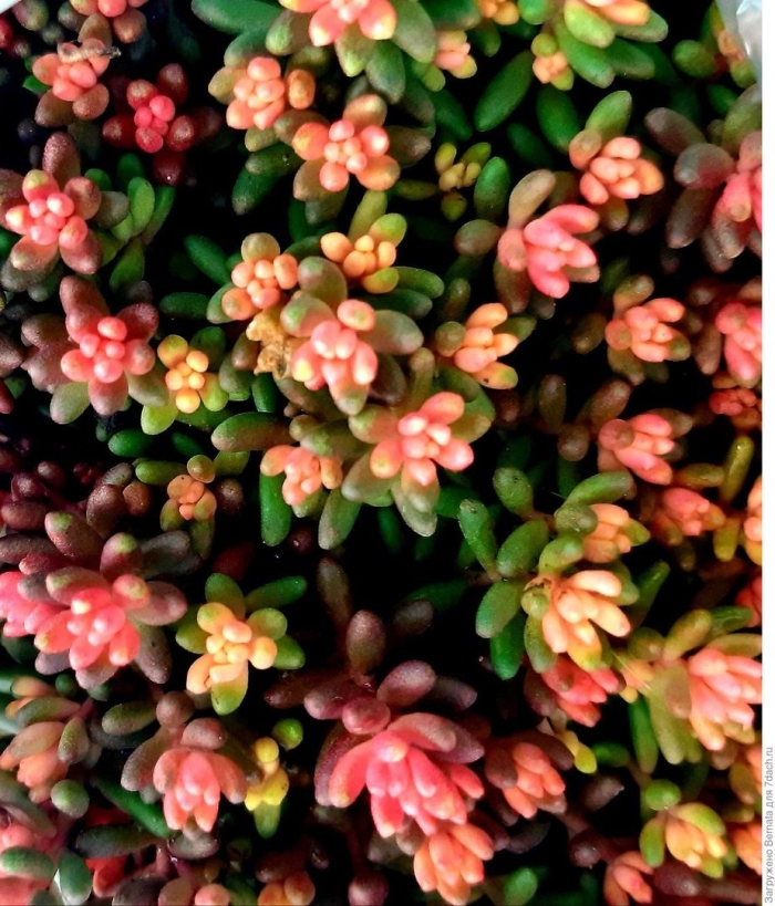 Суккулент очиток седум рубротинктум