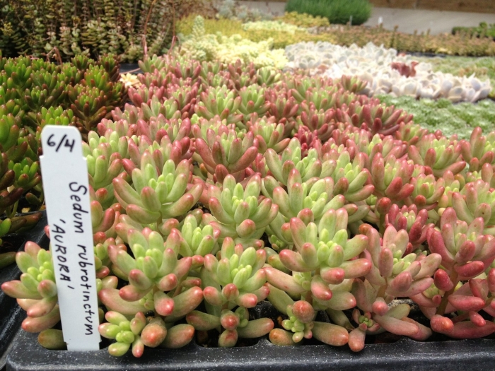 Седум аврора