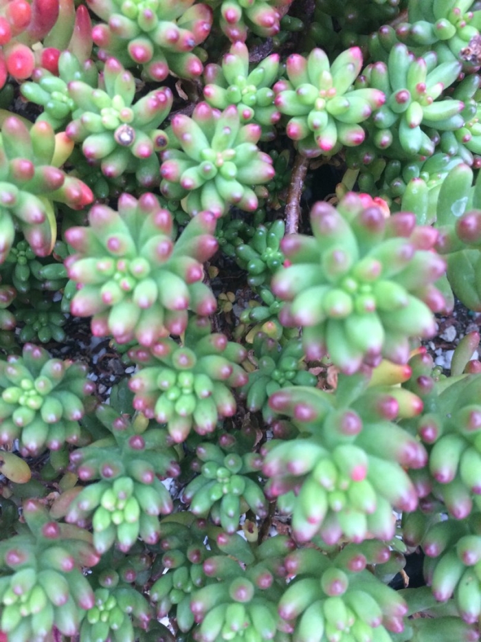 Очиток скальный