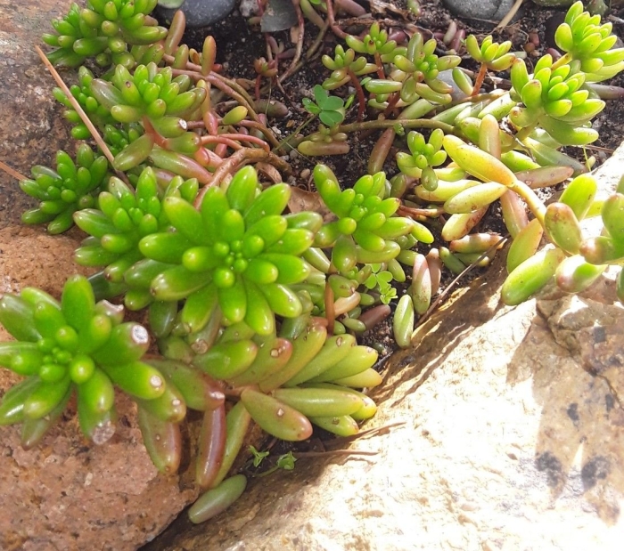 Очиток суккулент