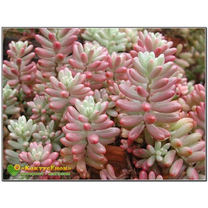 Очиток седум красноокрашенный