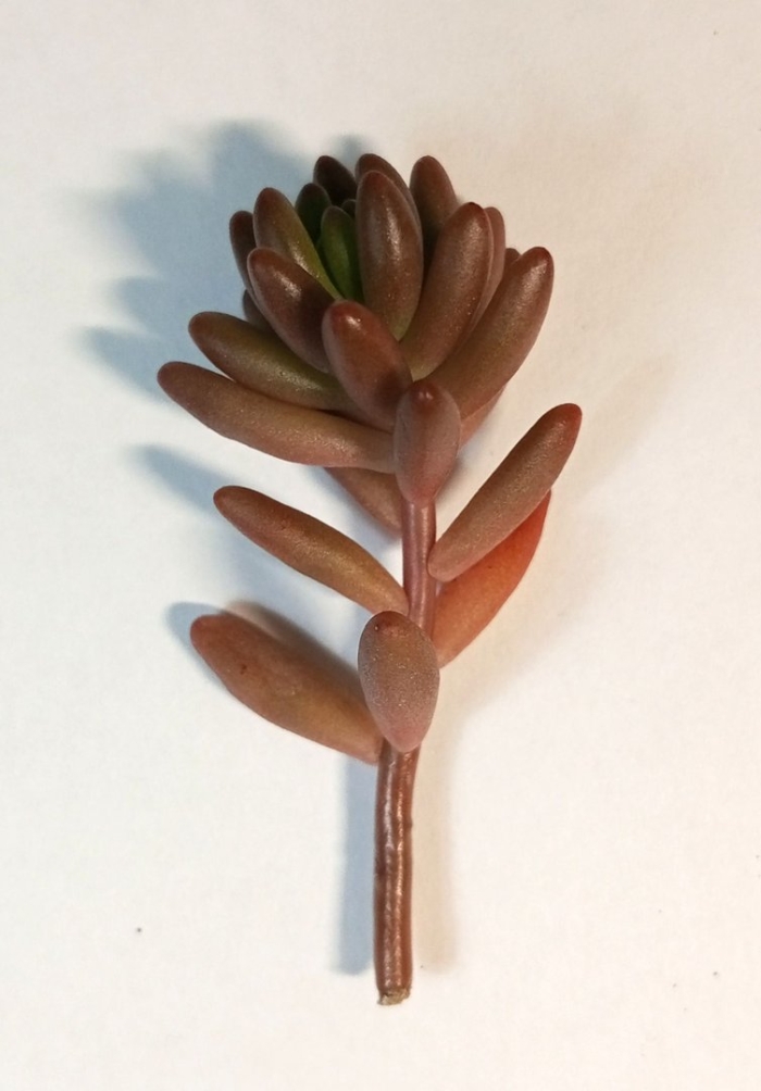 Суккулент синокрассула