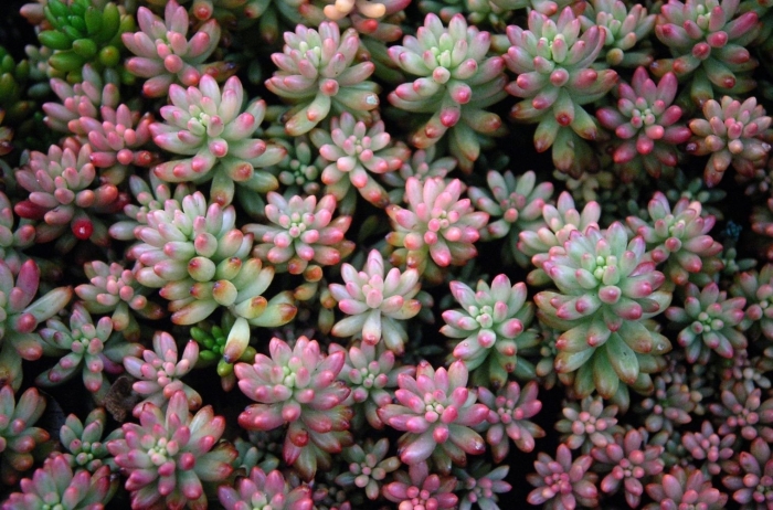 Очиток коротколистный sedum dasyphyllum