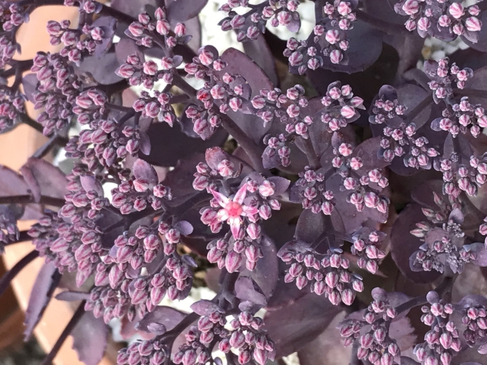 Седум гибридный