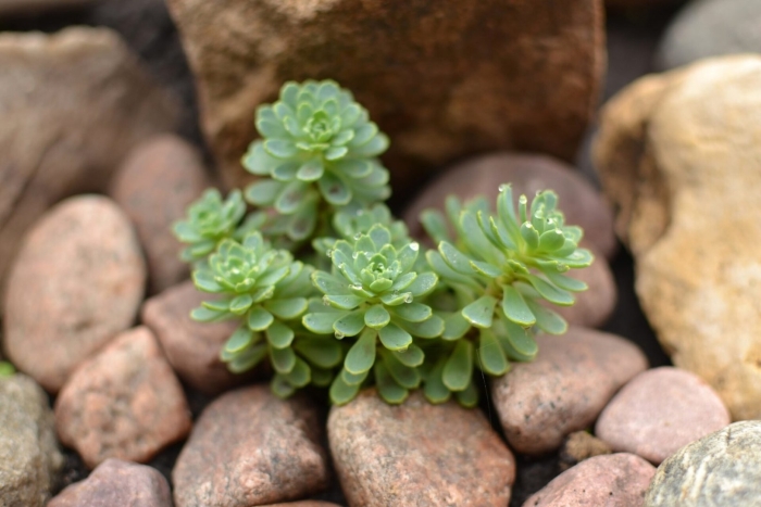 Sedum rubens lizard
