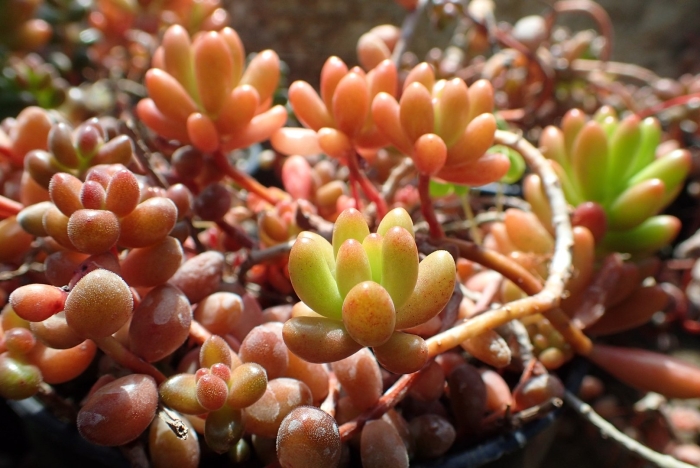 Sedum oreganum