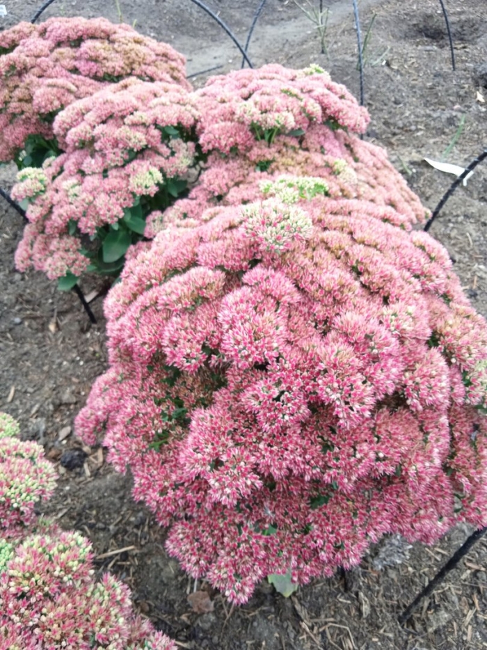 Очиток карл