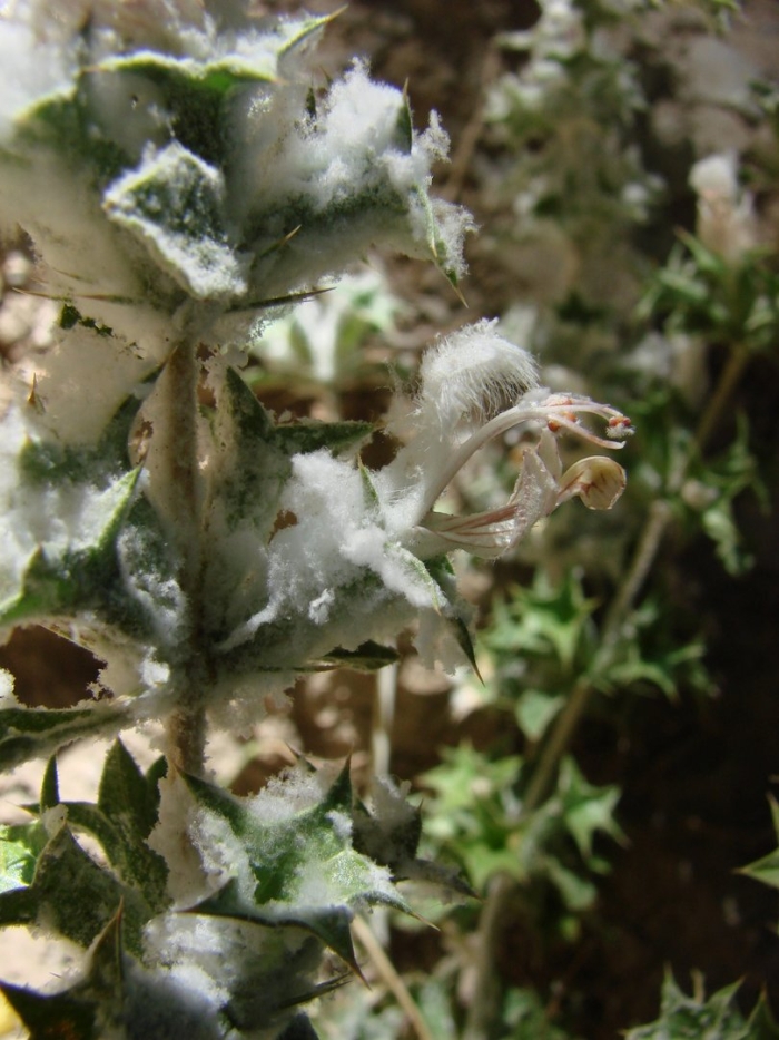 Gnaphalium uliginosum