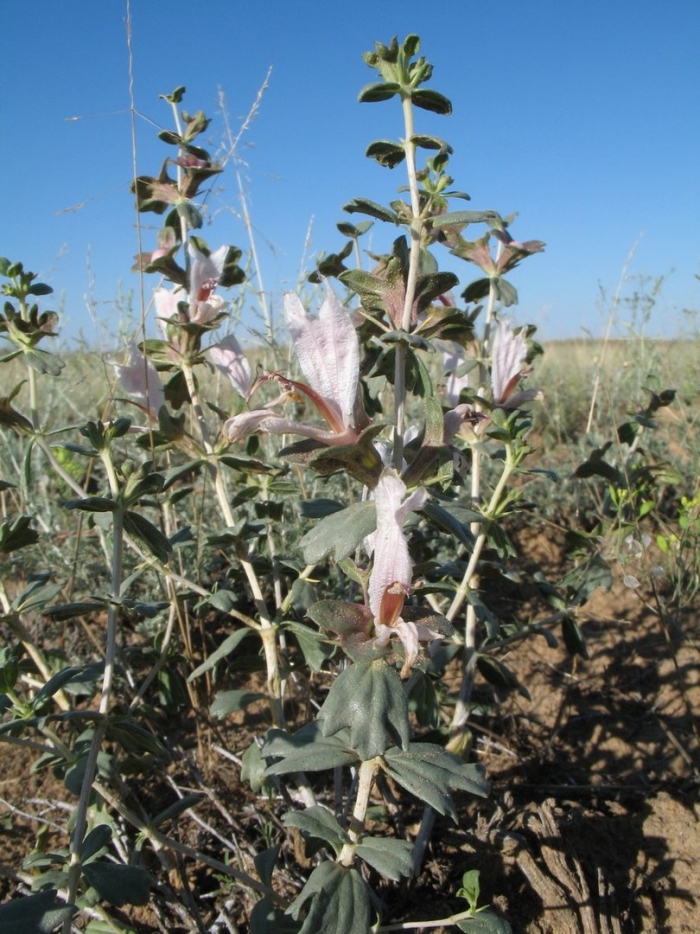 Lagochilus inebrians