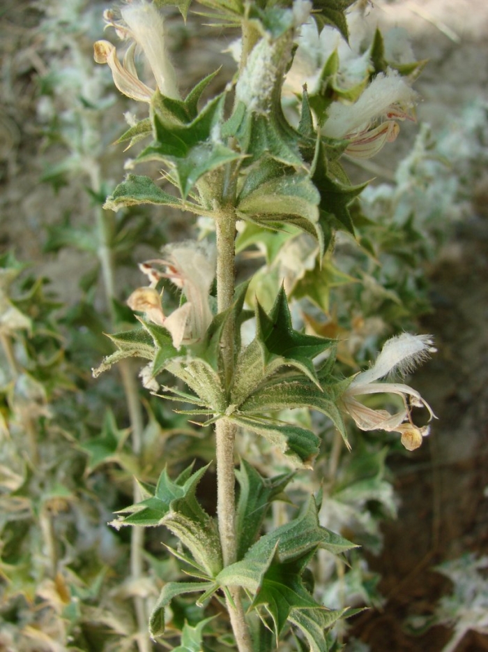 Зайцегуб опьяняющий (lagochilus inebrians)