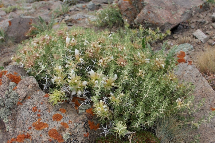 Cylindropuntia echinocarpa