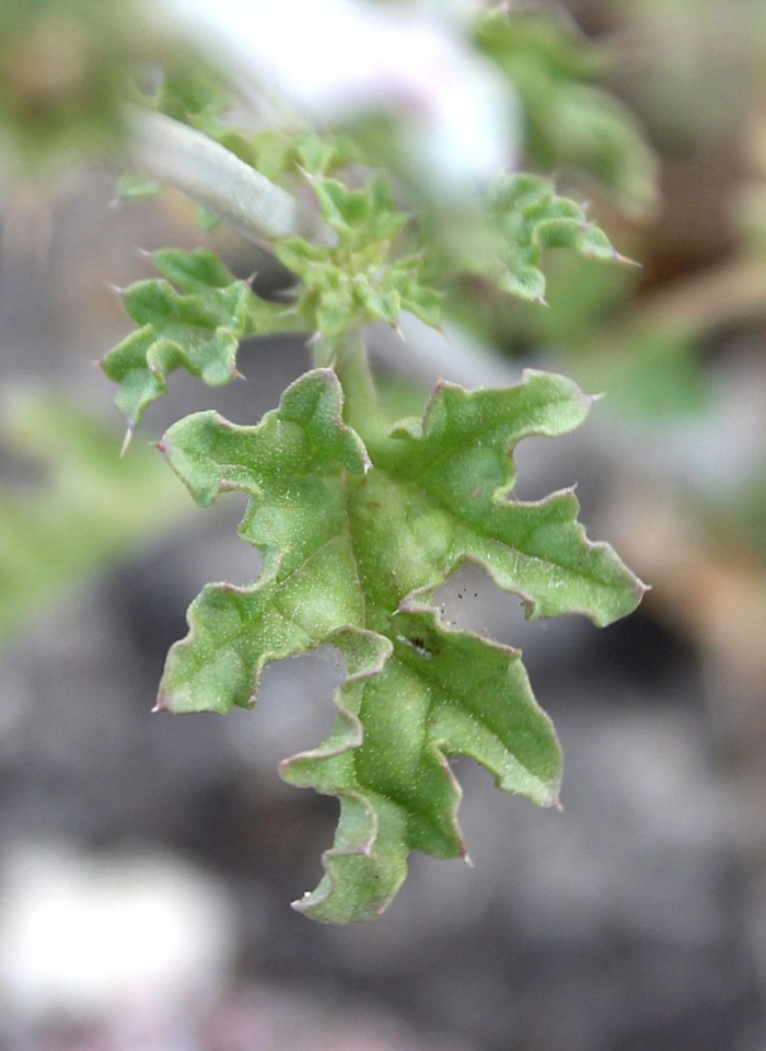 Atriplex sagittata