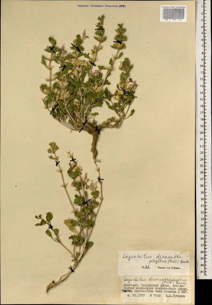 Щебрушка полевая (acinos arvensis (lam.) dandy)