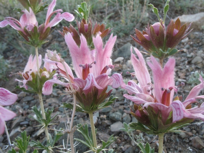 Зайцегуб остролистный