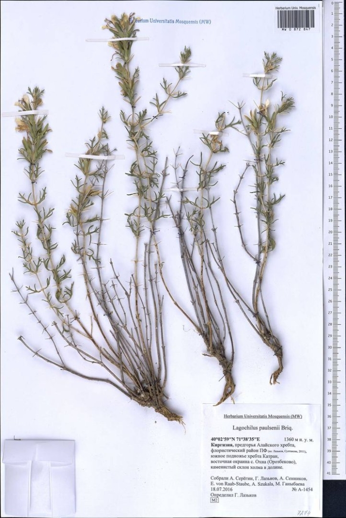 Зайцегуб опьяняющий (лагохилус)