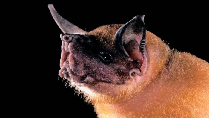 Зайцегуб летучая мышь