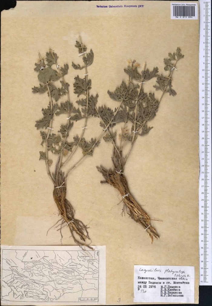 Зайцегуб опьяняющий препараты