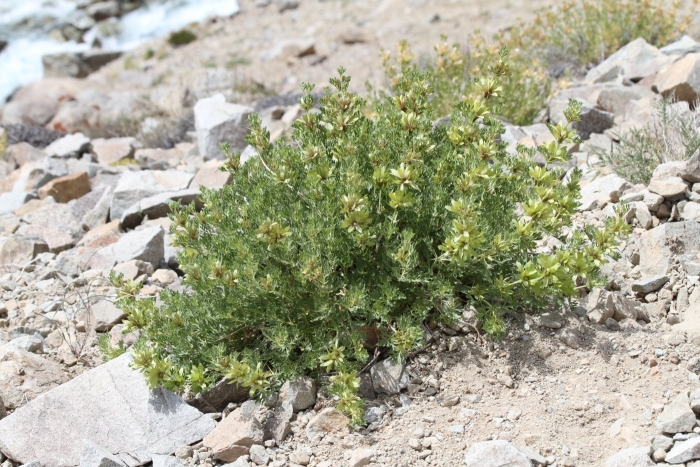 Atriplex confertifolia