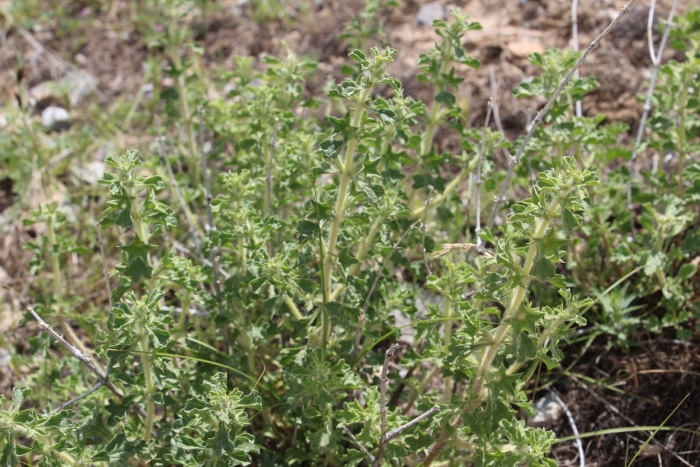 Origanum onites