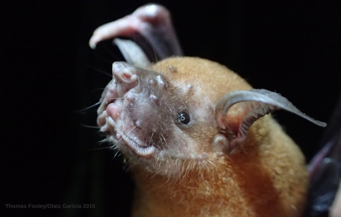 Летучая мышь большая