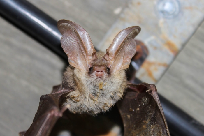 Бурый ушан летучая мышь