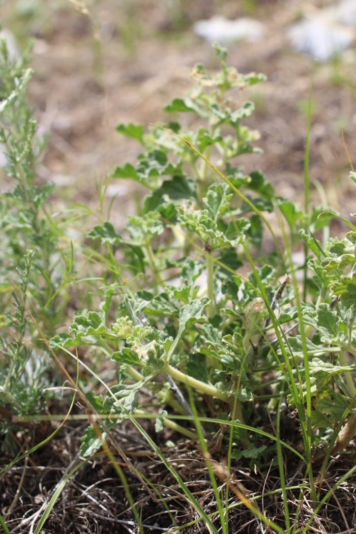 Artemisia ordosica
